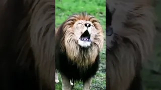 Angry lion roaring to hunt #Short #shorts #lion #animals