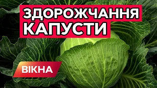 ЗДОРОЖЧАННЯ КАПУСТИ 2021: причини АНОМАЛЬНОГО РОСТУ цін | Вікна-Новини