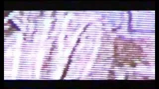 BLISS "the Bootleg Home Video" 1997 - 2002