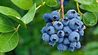 Blueberry Picking🫐