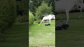 Albino Moose Kicks Over Robotic Lawnmower