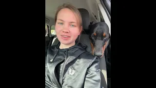 Доберман залипает😂 #доберманы #doberman #собаки