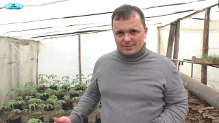 Выращивание томатов в пакетах- урожаям удивляемся сами!