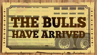 The bulls arrive for the Vancouver Rodeo