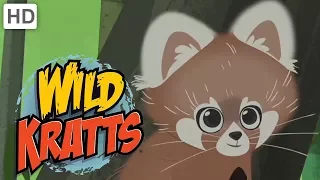 Wild Kratts - Discover Pandas and More Bears!