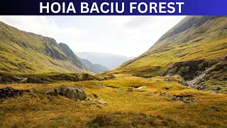Hoia Baciu Forest: Romania's Haunted Enigma and Paranormal Mysteries