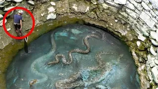 Workers Spot Giant Snake Pit , You Won’t Believe What They Found Inside !