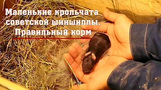 Маленькие крольчата советской шиншиллы. Правильный корм