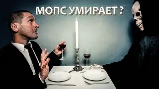 Последнее видео Мопса...или Мопс живи, ты сможешь !