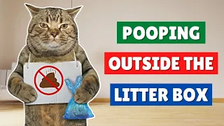 10 Reasons Your Cat is Pooping OUTSIDE The Litter Box 🙀💩 And What To Do