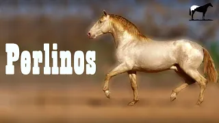 Tesoros Genéticos "Caballos Perlinos"🐴-Del Cerro Soy