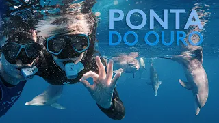 In search of DOLPHINS in PONTA do Ouro - Lost in Mozambique Episode 2