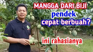 8 Cara Agar Mangga Dari Biji Pendek Dan Cepat Berbuah