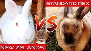 What Is The Best Meat Rabbit Breed?