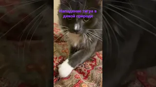 АГРЕССИВНЫЙ ТИГР НАПАЛ НА ЧЕЛОВЕКА 😱 #котики #коты #мемы #приколы #shorts