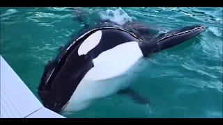 LOLITA THE KILLER WHALE ( FreeLolita)