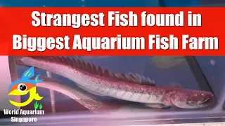 Strangest Fish found in Biggest Aquarium Shop Nanyang Trading Aquarium Fish Farm Tour Part2