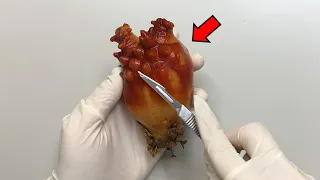 An Animal That Digests Its Brain ?! - Sea Squirt Dissection