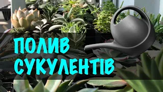 Полив сукулентів. Мій досвід