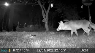 Fox Videos Only Edit GardePro A3 Wildlife Trail Camera 1 of 2 Worcester, UK  22nd & 23rd April 2023