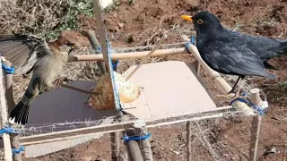 فخ بالرمان لصيد الطيور بسيط وفعال🍊. Automatic trap for hunting birds