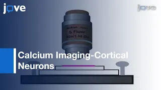 Calcium Imaging Of Cortical Neurons Using Fura-2 AM l Protocol Preview