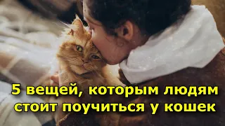 5 вещей, которым людям стоит поучиться у кошек