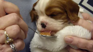 Cavalier King Charles Spaniel Puppies - From Birth To 10 Weeks Of Age ... In Just 11 Minutes!