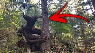 7 Mythical Creatures People Have Seen In Real Life!