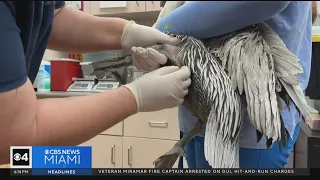 Pelican Harbor Seabird Station makes changes to treat growing number of wildlife patients