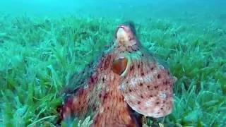 Octopus hunter underwater video Dahab, Red sea Egypt