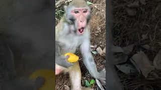 monkey eat mango #monkeylife #monkeyvideos #short #viral
