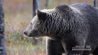 WILD BROWN BEAR IN FINLAND