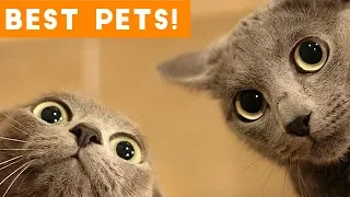 Best Animal Videos of 2018 (so far) | Funny Pet Videos