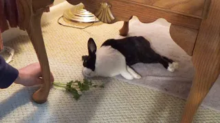 Waking a sleeping rabbit with parsley