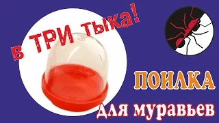 Муравьи и формикарий. Поилка для муравьев за 5 минут