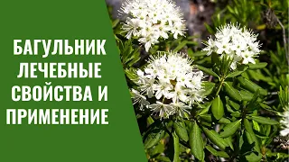 Багульник лечебные свойства и применение.