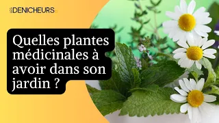 ☘️ 10 plantes médicinales à planter dans son jardin 🌵🍄 🌿
