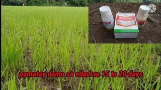 PAMATAY DAMO SA PALAYAN SA EDAD NA 15 to 20 DAYS(Ricefarming)