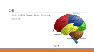 Brief Neurology Review for ALS Providers