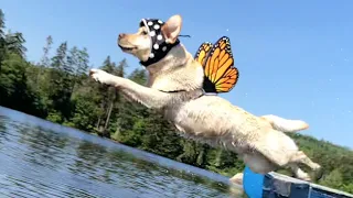 Stella and Mabel Rock the Dock