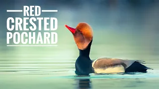 RED CRESTED POCHARD ||  Voice - Flight - Action - Behaviour