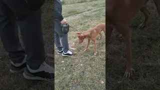 фараонова собака 🐕, pharaoh hound, яблочный футбол ⚽️