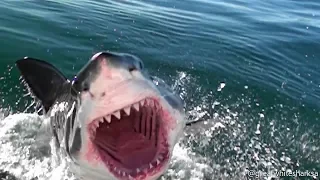 Great White Shark