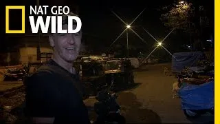 Urban Leopard Search | Maneater Manhunt