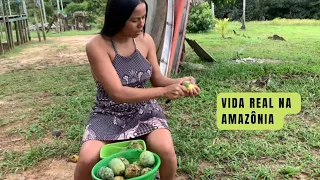 VIDA NA ROÇA NO INTERIOR DA AMAZÔNIA/LAGO AMANÃ/AS RIBEIRINHAS COLHENDO MANGA NO QUINTAL DE CASA.