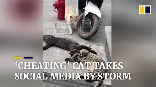 ‘Cheating’ cat takes Chinese social media by storm