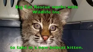 A New Rehab Baby Bobcat