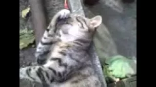 Ленивый кот отдыхает после обеда. Funny cat videos!
