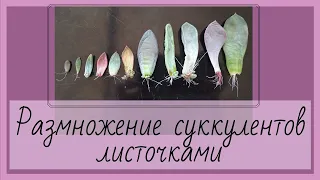 Размножение суккулентов листочками